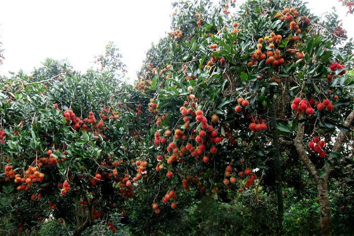 Chùm chôm chôm thường đỏ rực, gai xanh tươi tại vườn.