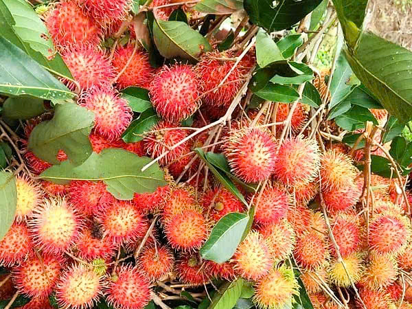 Giống cây chôm chôm thường là giống cây lâu đời.