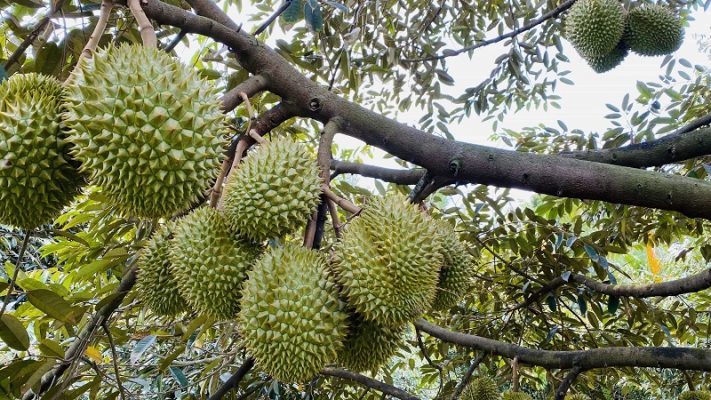 Đặc điểm cơm sầu riêng Ri6 loại 1 – cơm dày, hạt lép, mùi thơm dịu.
